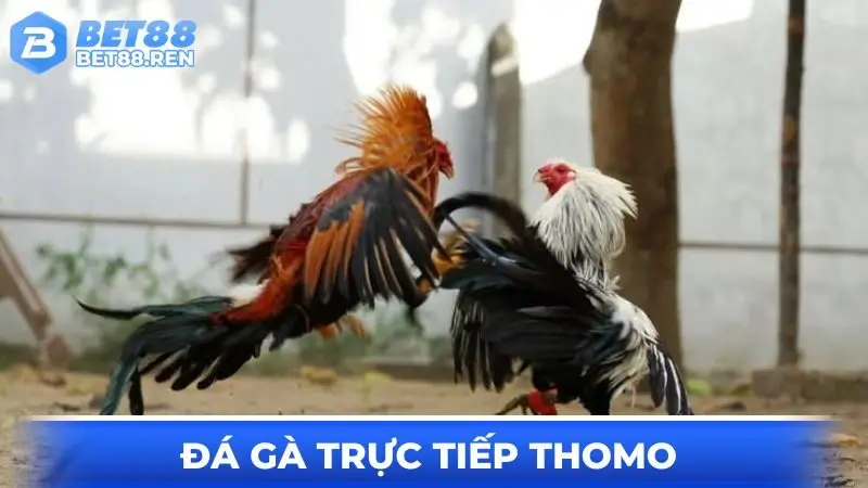 đá gà trực tiếp Thomo