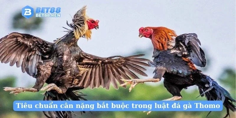 Tiêu chuẩn cân nặng bắt buộc trong luật đá gà Thomo