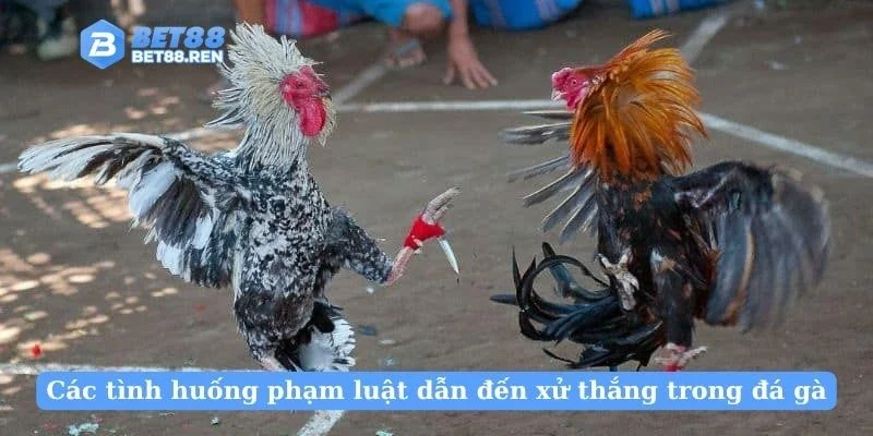 Các tình huống phạm luật dẫn đến xử thắng trong đá gà