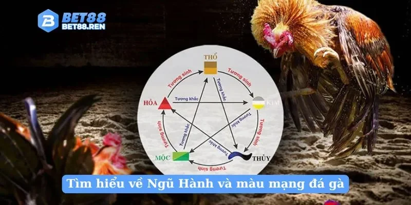 Tìm hiểu về Ngũ Hành và màu mạng đá gà
