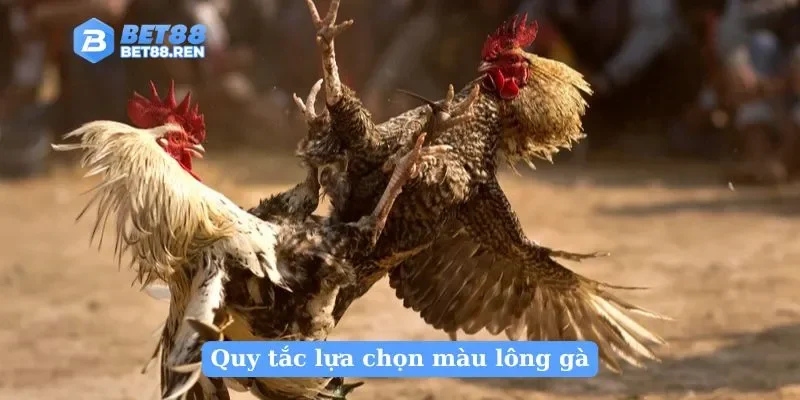Quy tắc lựa chọn màu lông gà