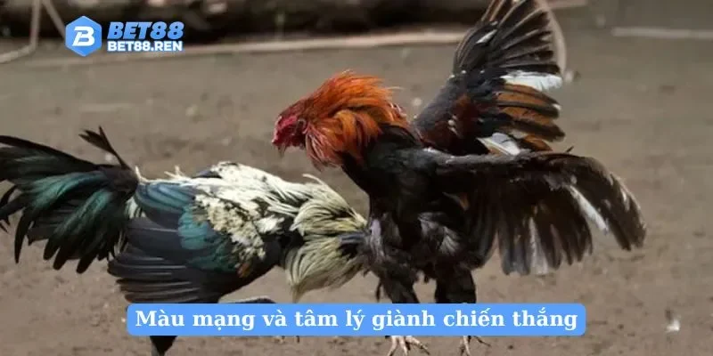 Màu mạng và tâm lý giành chiến thắng