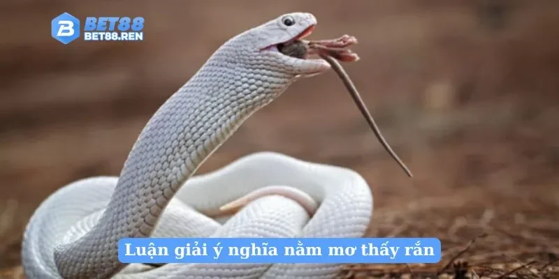 Luận giải ý nghĩa nằm mơ thấy rắn 