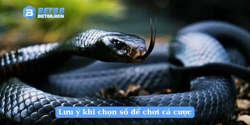 Lưu ý khi chọn số để chơi cá cược