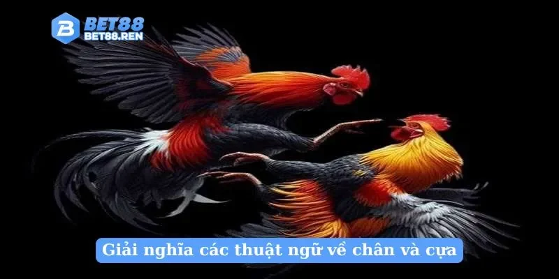 Giải nghĩa các thuật ngữ về chân và cựa